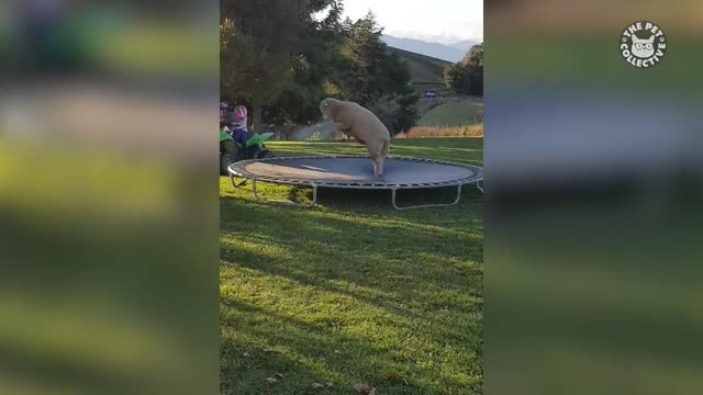 Funniest Animals 🐧- Best Of The 2020 Funny Animal Videos
