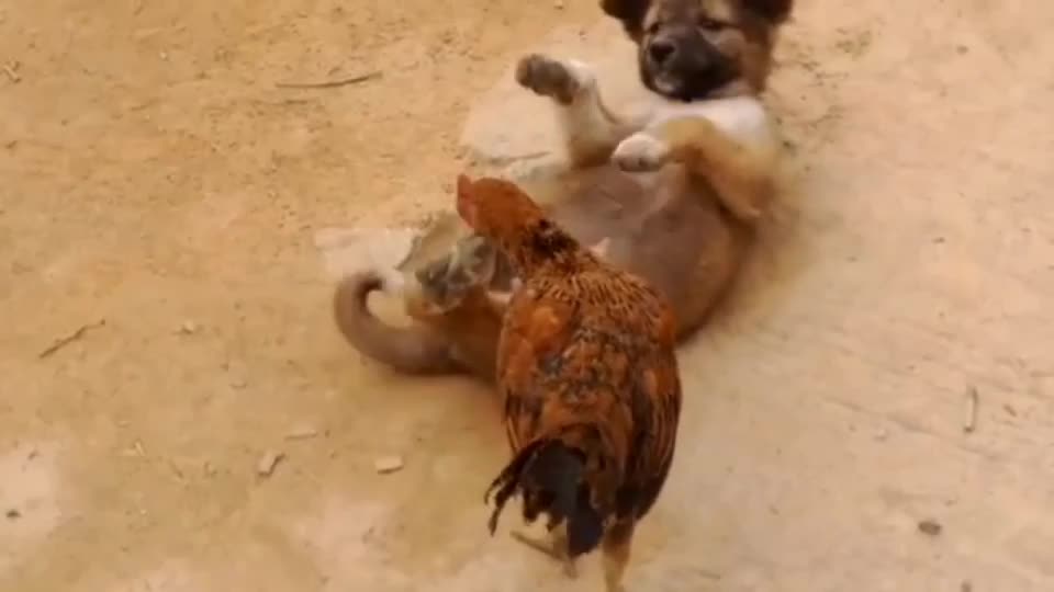 Adorable puppies with chickens