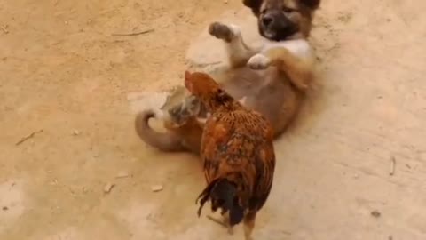 Adorable puppies with chickens