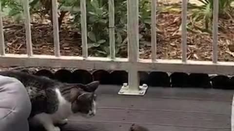 CAT AND MOUSE BECOME A BEST FRIEND