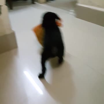 Cute Labra Pup steals a bag of vegetable from the Kitchen 🤩🤩