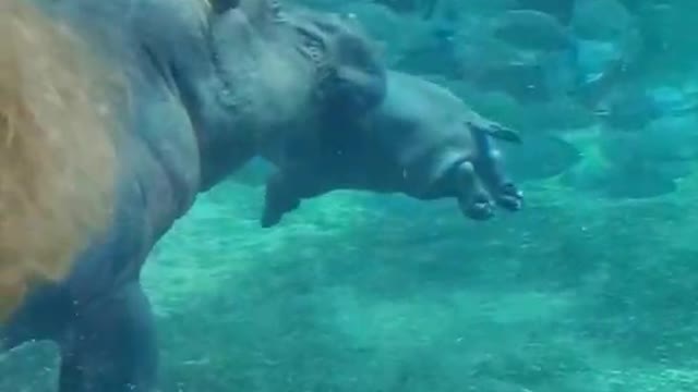 What a happy little hippo just learning to swim