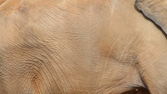 An adult elephant