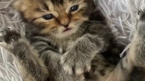 Adorable kitten playing with her mommy