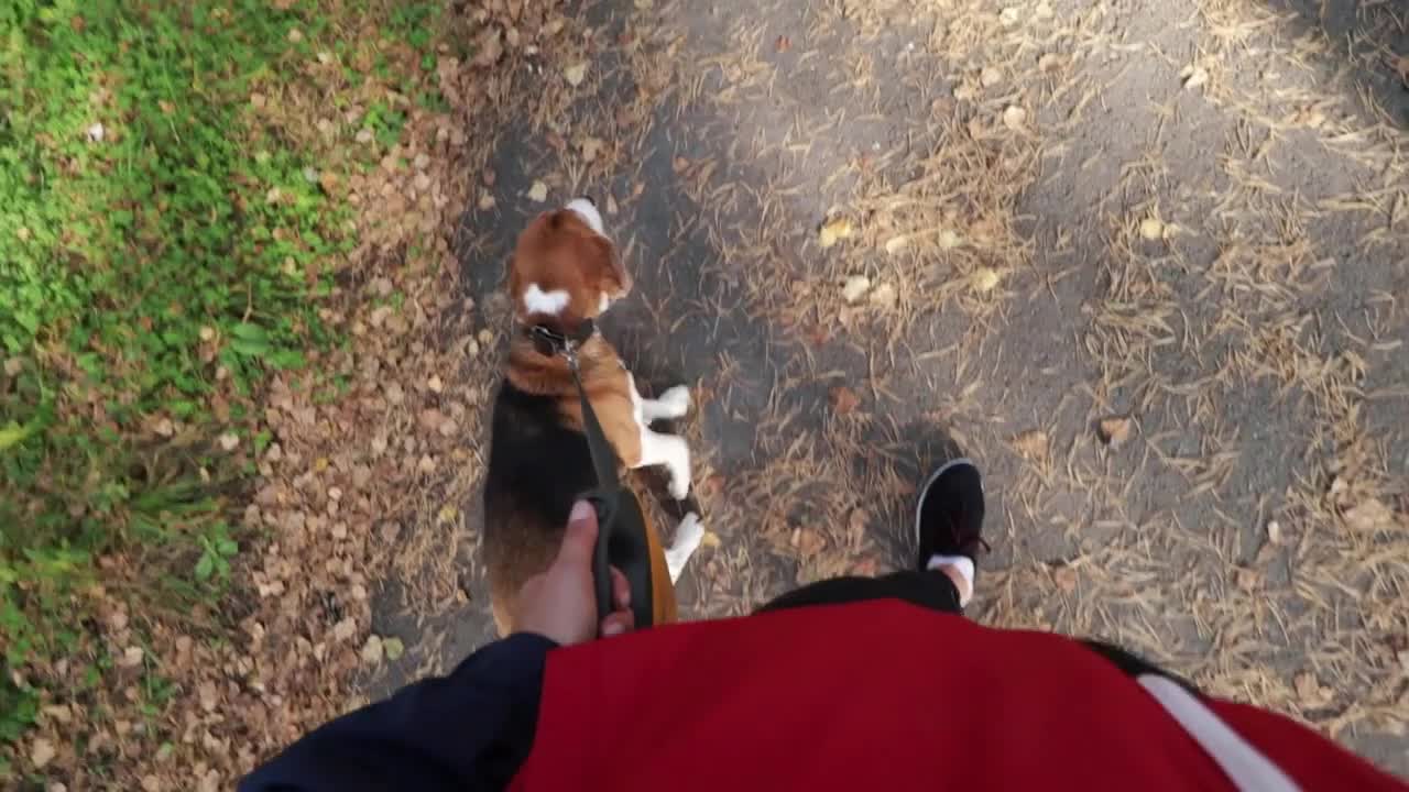 Girl walking with a dog Beagle in the autumn Park