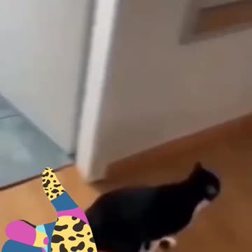 Fear Cats 🤣 Funny cat videos try not to Laugh clean