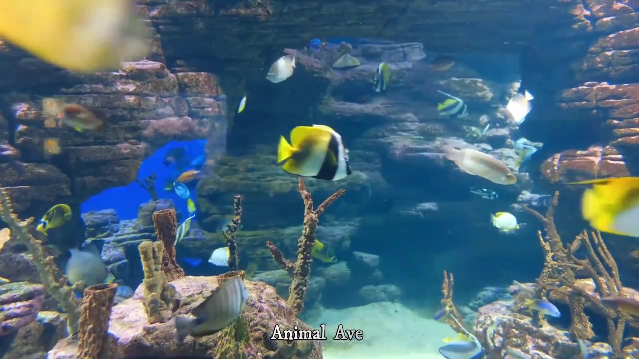 Coral Reef Fish | beautiful fish videos | amazing creation