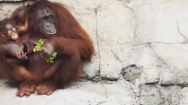 don't mess with mother orangutan!