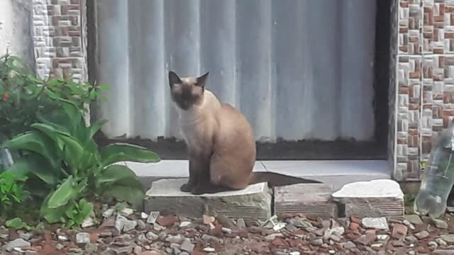 cat looking like a lion