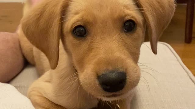 Sassy and cute dog