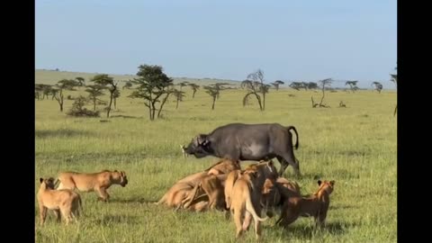 Lion Pride gets confrontation from the Buffalo