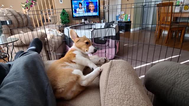 Lazy SUNDAY for the corgis