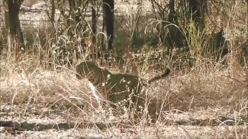 Warthog are the delicious food of leapards