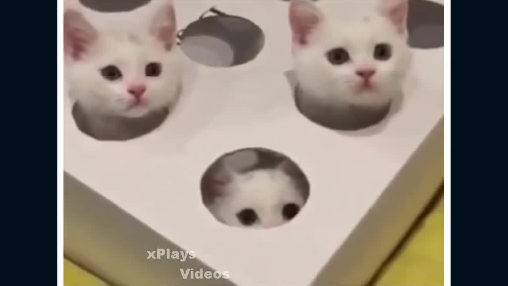 cute cats # 14