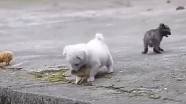 Very Cute Puppy Playing with Chickens