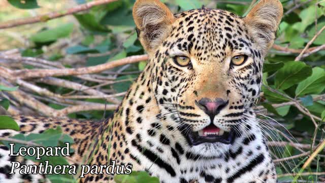 The common wild animals see in africa (Top 10)