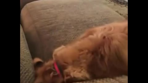 Funny Animal