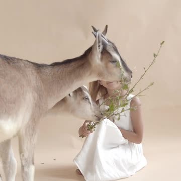 Best of Fainting Goats 🐐 Funny Goats Videos 2022