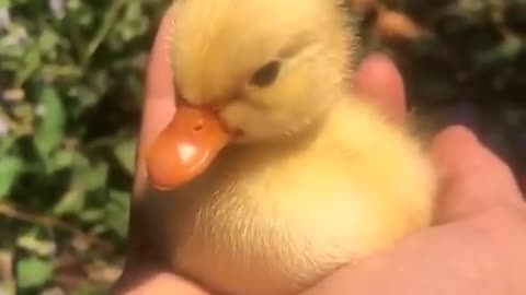 Duck cute sooo funny baby