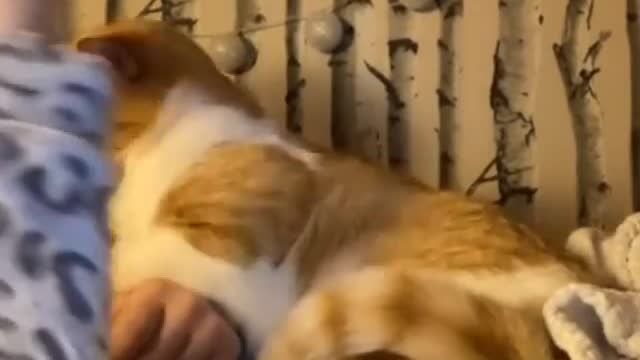 I want a cat after seeing this | Cat