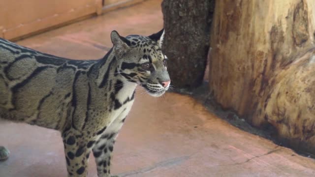 Beautiful little marble cat in the zoo