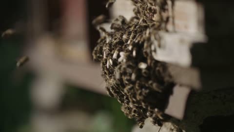 Close Shot Of Bee Swarm