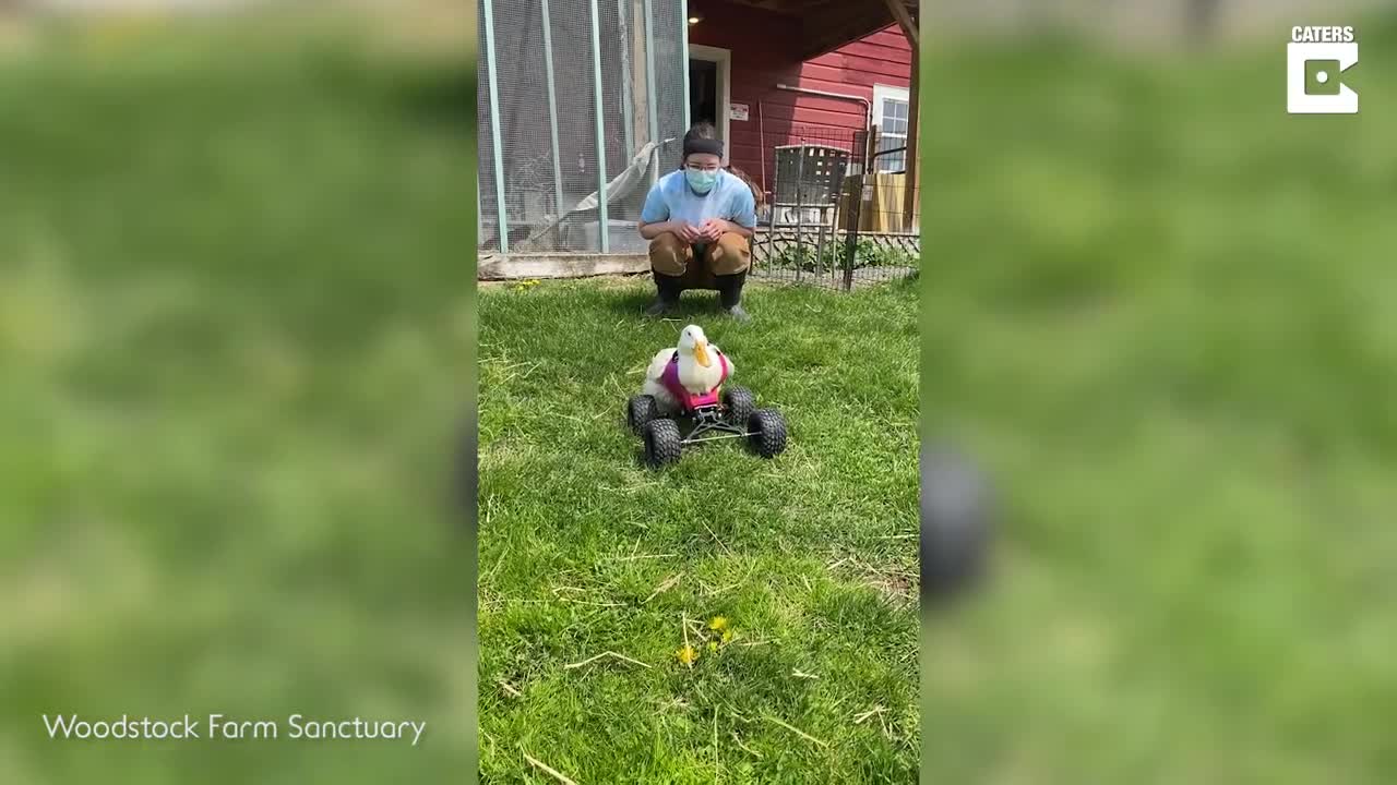 Disabled Duck Gets Monster Quad Wheelchair