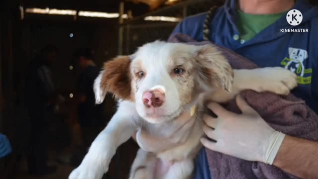 There are many dogs and puppies in shelter.