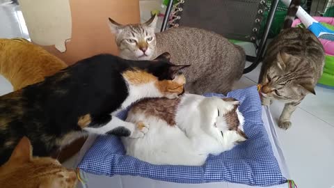 Doll Cat Scares The Life Out Of His Look Alike Friends