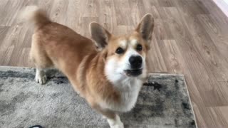 Corgi reaction on coughing