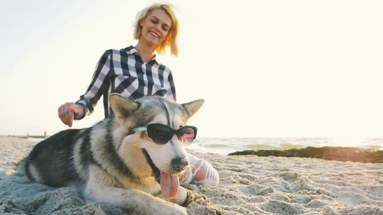 Siberian husky dog in sunglasses on the beach at sunset or sunrise