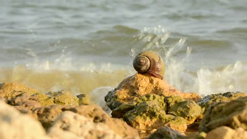 Despite the waves, they are steady and do not fear anyone