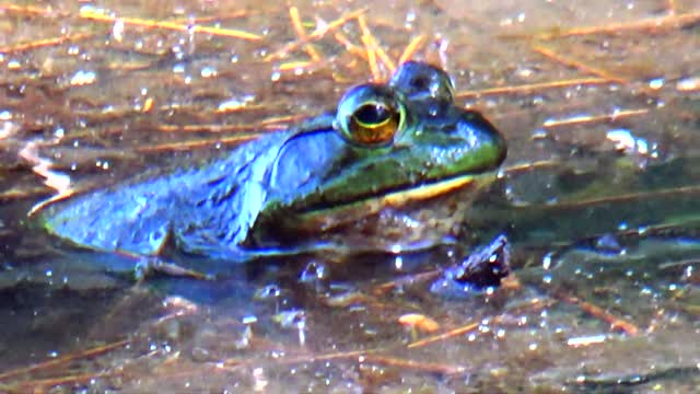 Bullfrog