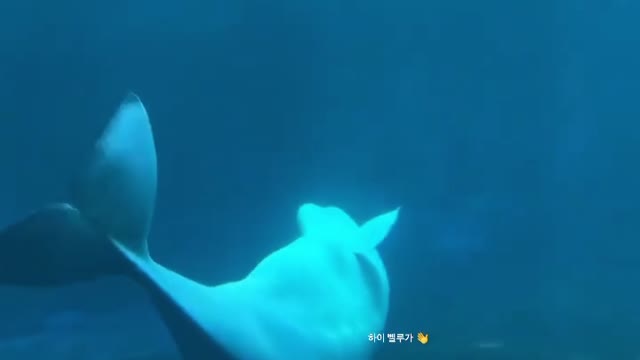 Hi, Beluga