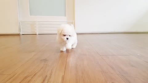 Cute puppies having fun