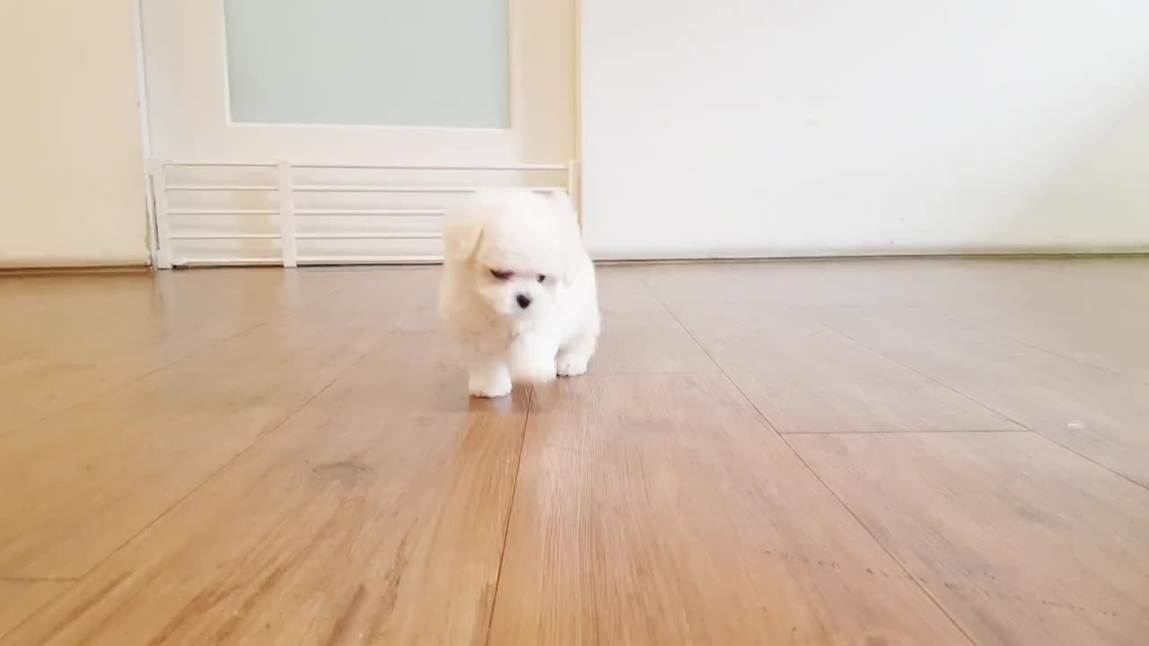 Cute puppies having fun