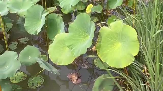 A big pond of lotus leaves