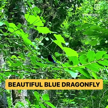 GORGEOUS BLUE DRAGONFLY