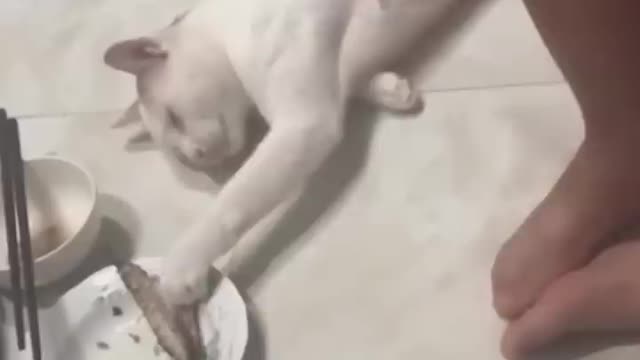 Funny Cat and Dog