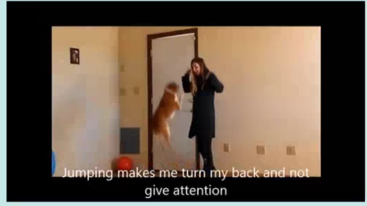 Unique Brain Training For Dogs, Dog Training System