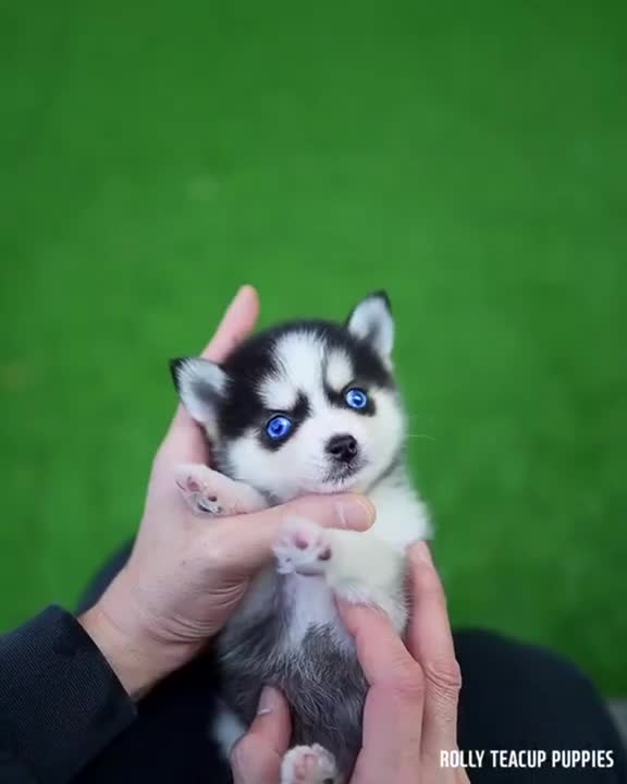 Husky puppy