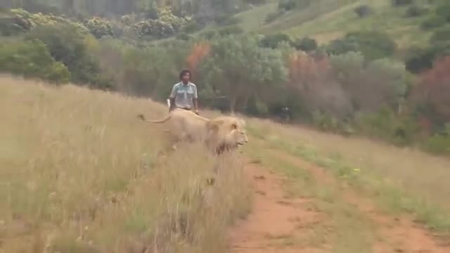 Lion Attacks Man