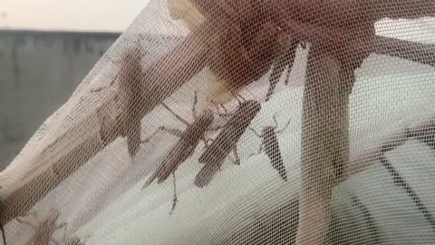 Locusts are pests!