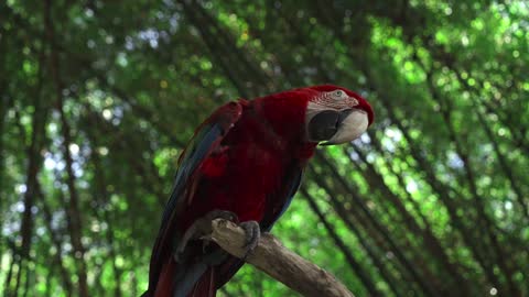 He is a great and amazing parrot