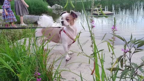 It is Shih Tzu feeling the wind