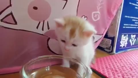 Kitten drinks water in the cutest way possible