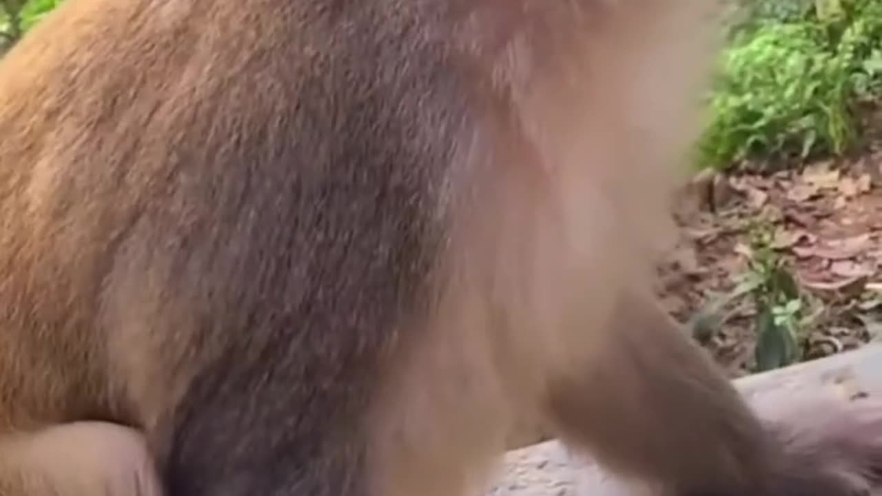 Monkey funny video How I laugh.