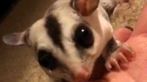 Sugar glider eating food in owners hand