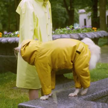 Siberian Husky Dog Price in India 2021 (Monthly Expenses Included)