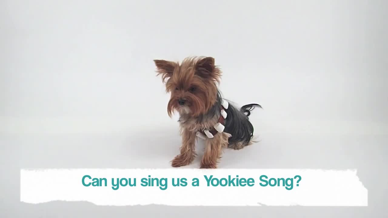 Talkative Yorkie